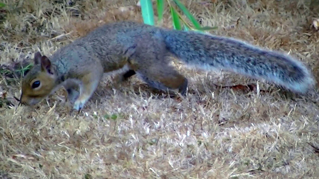IECV NV #466 - 👀 Grey Squirrel Exploring The Backyard 🐿️ 9-3-2017