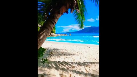 Morning With Palm Trees #beach #palmbeach #morning #goodmorning #beautiful #nature #shorts #wow