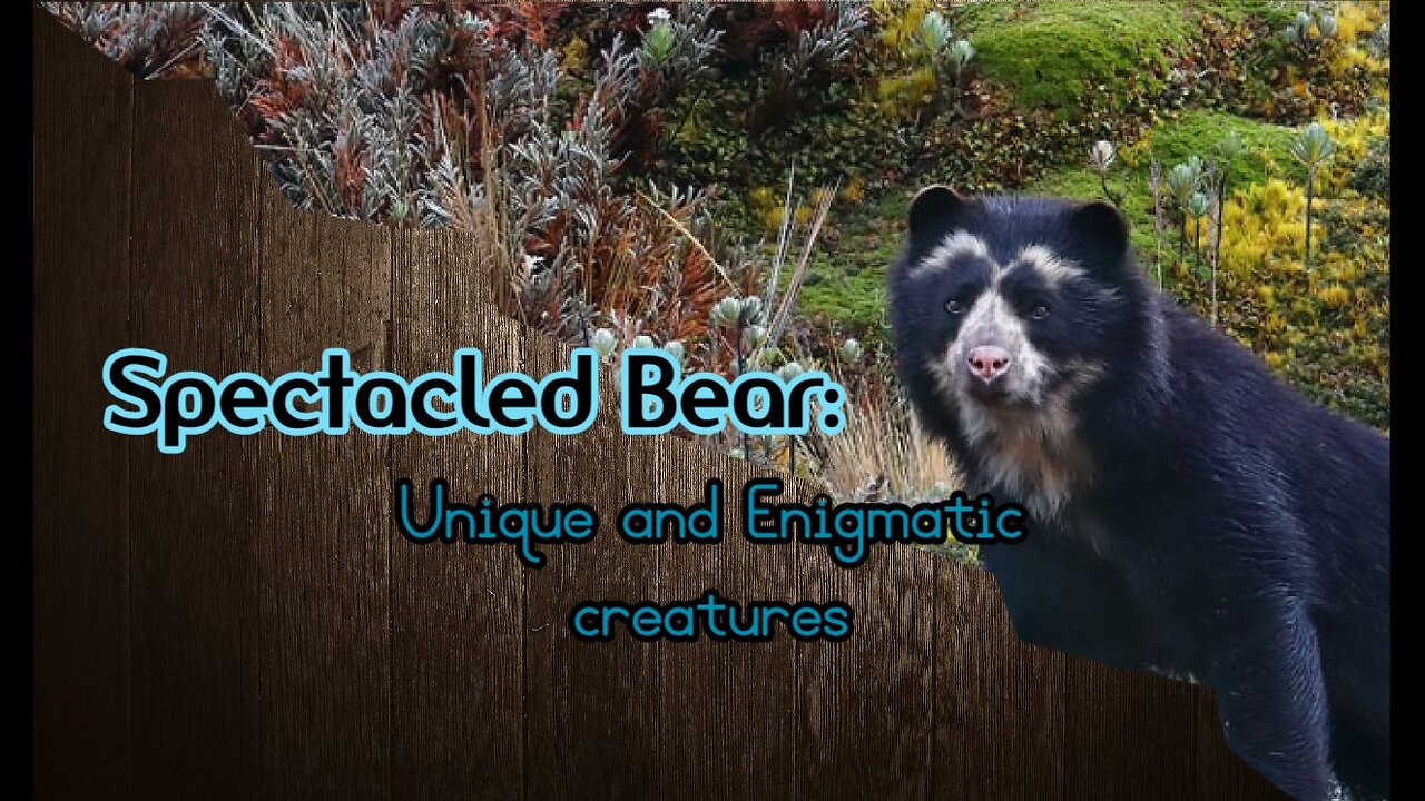 Spectacled Bear: Unique and Enigmatic creatures