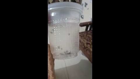ਮੱਛਰ