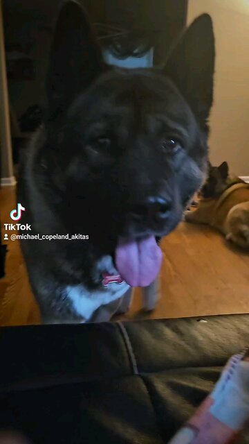 Smart Akita communicates with me by answering my questions.