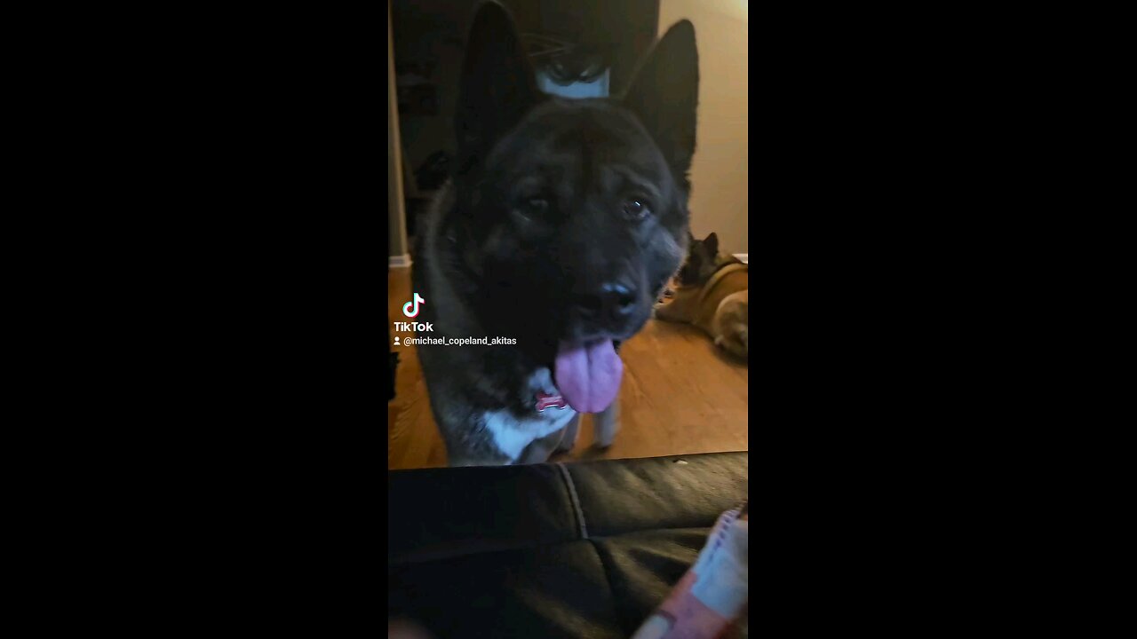 Smart Akita communicates with me by answering my questions.