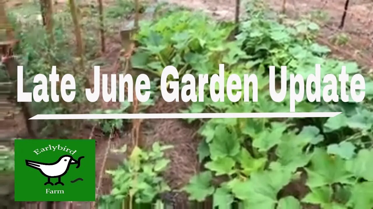 Late June Garden Update