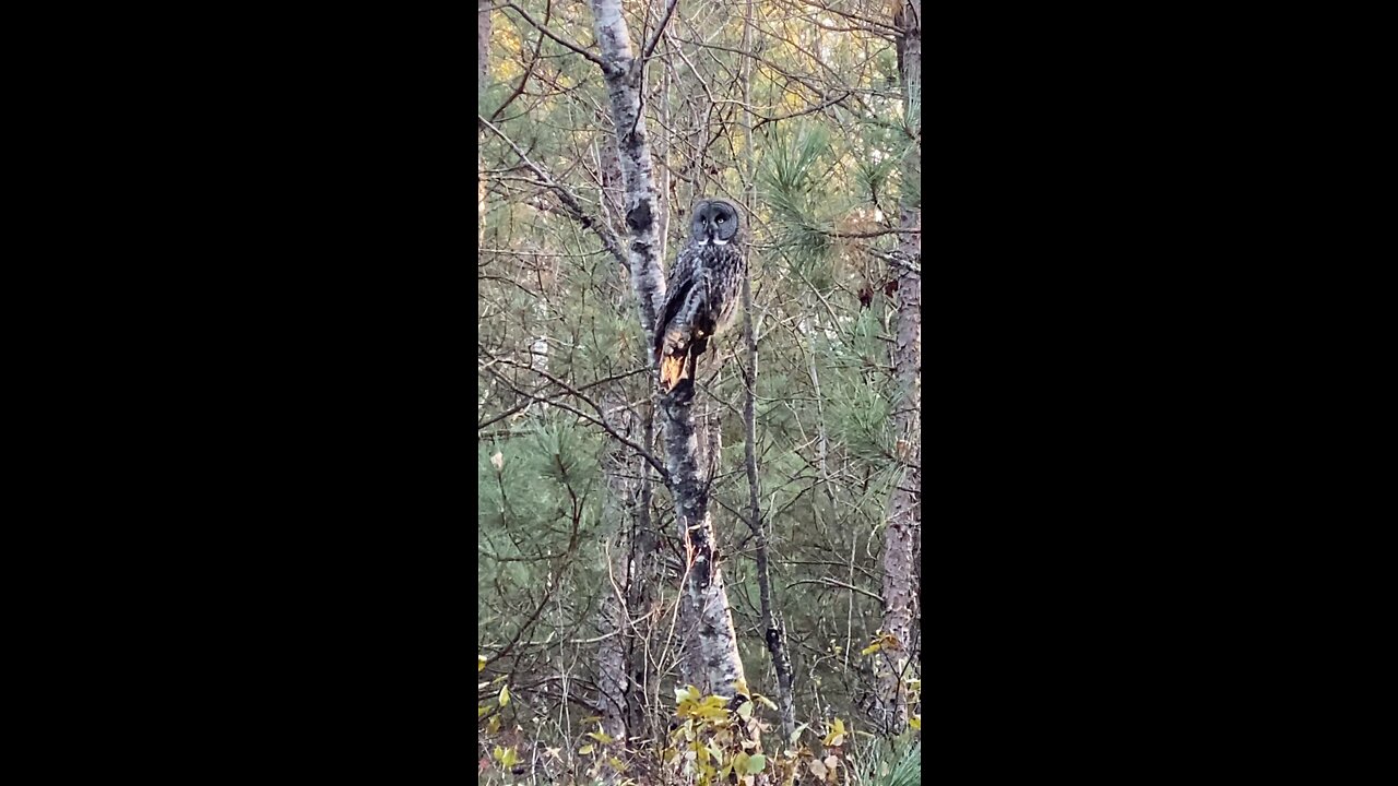 Minnesota Great Grey Owl