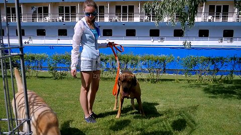 🐕 dog 🐶