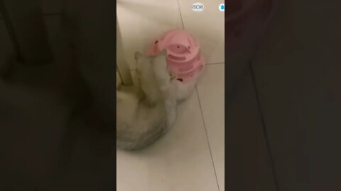 cute cat videos 😹 funny videos 😂 458 😻