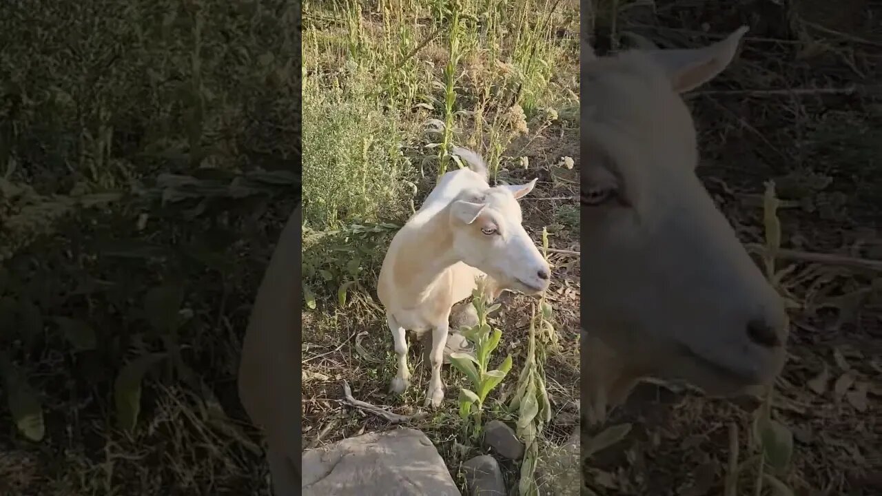 #goat #goatmilk #dairy #simplelife #homestead #homesteading #farm #farming