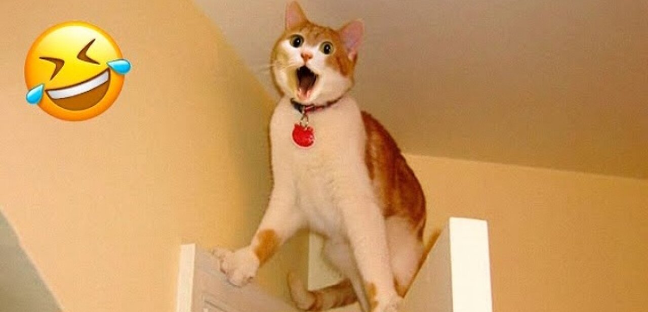 Funny animals in 2023