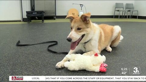 Adoption Option: Meet Mike, 9-month-old border collie