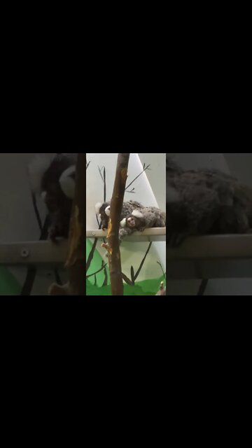 Small Animals at the Moncton Zoo