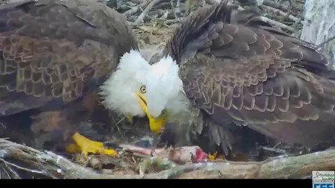 Hays Eagles Mom and Dad having a pantry discussion 2020 04 16 1239pm