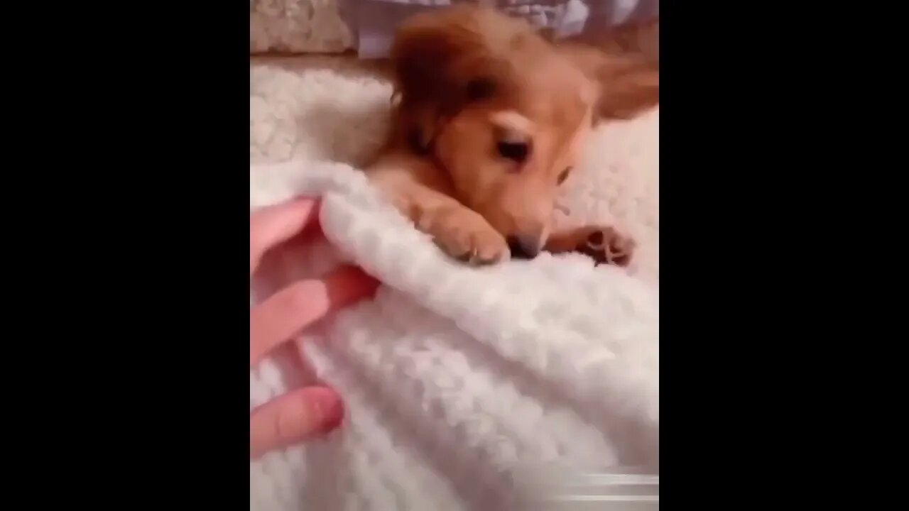 Dogs-Cute and funny dogs-Baby dogs-Puppies video #41