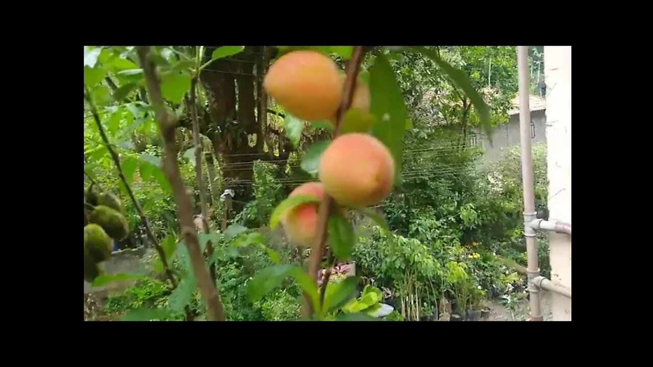 frutíferas produzindo em vaso jabuticaba vermelha dovialis doce kinzu physalis sapoti jambo péssego