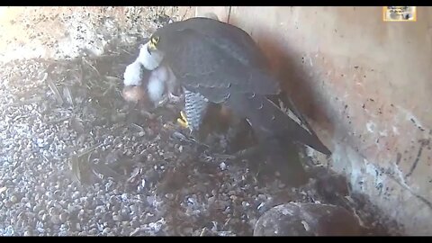 Diamond and Xavier's babies are starting to get their dark feathers. 10-19-19