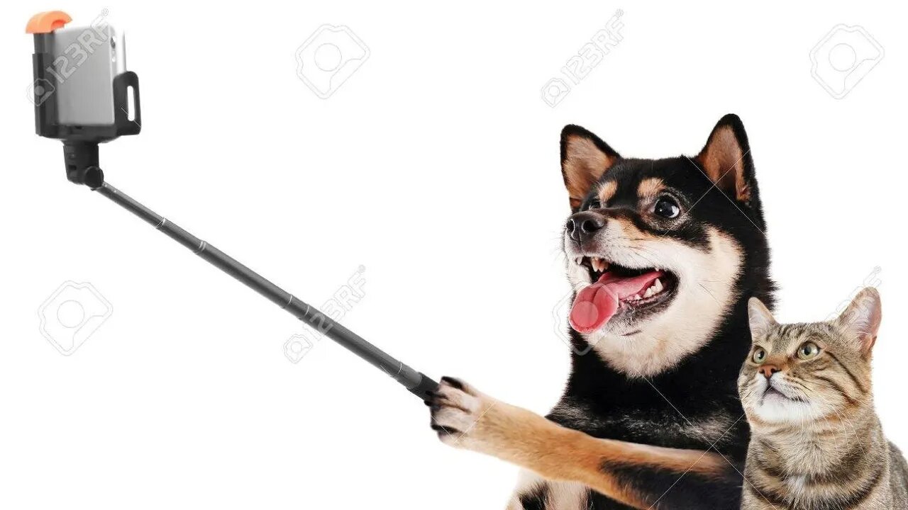Funny Cat and Dog Videos Compilation