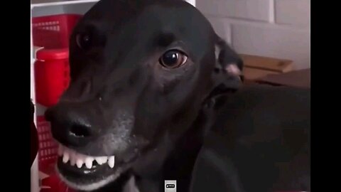 Funny and Cute Cats, Dogs etc. Videos just for LOL