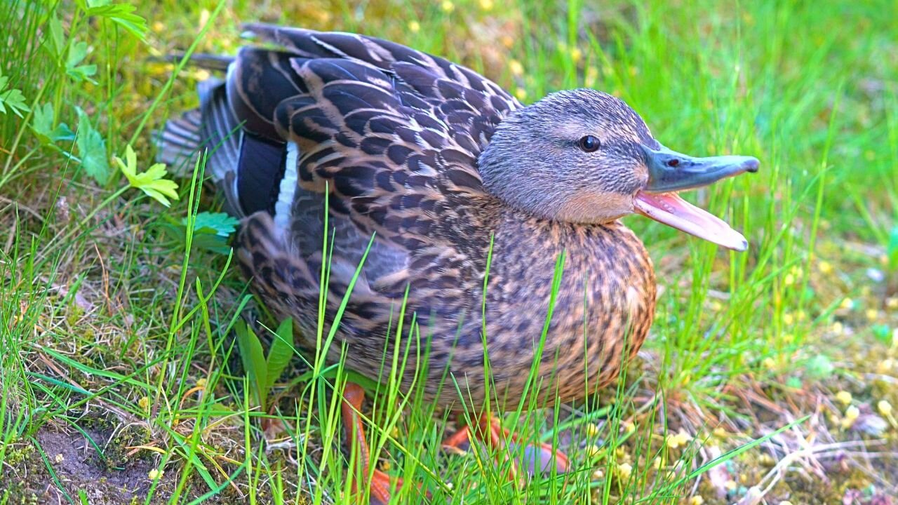 Traumatized Witness of the Fox Encounter, Mrs. Mallard Duck Hen