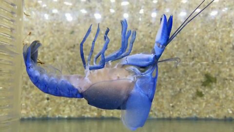 Incredible Footage of a Moulting Crayfish