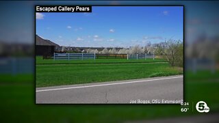 Callery Pear trees will be banned from being sold in Ohio