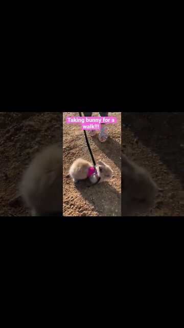 Makayla takes her cute new bunny for a walk! #shorts #bunny #babybunny