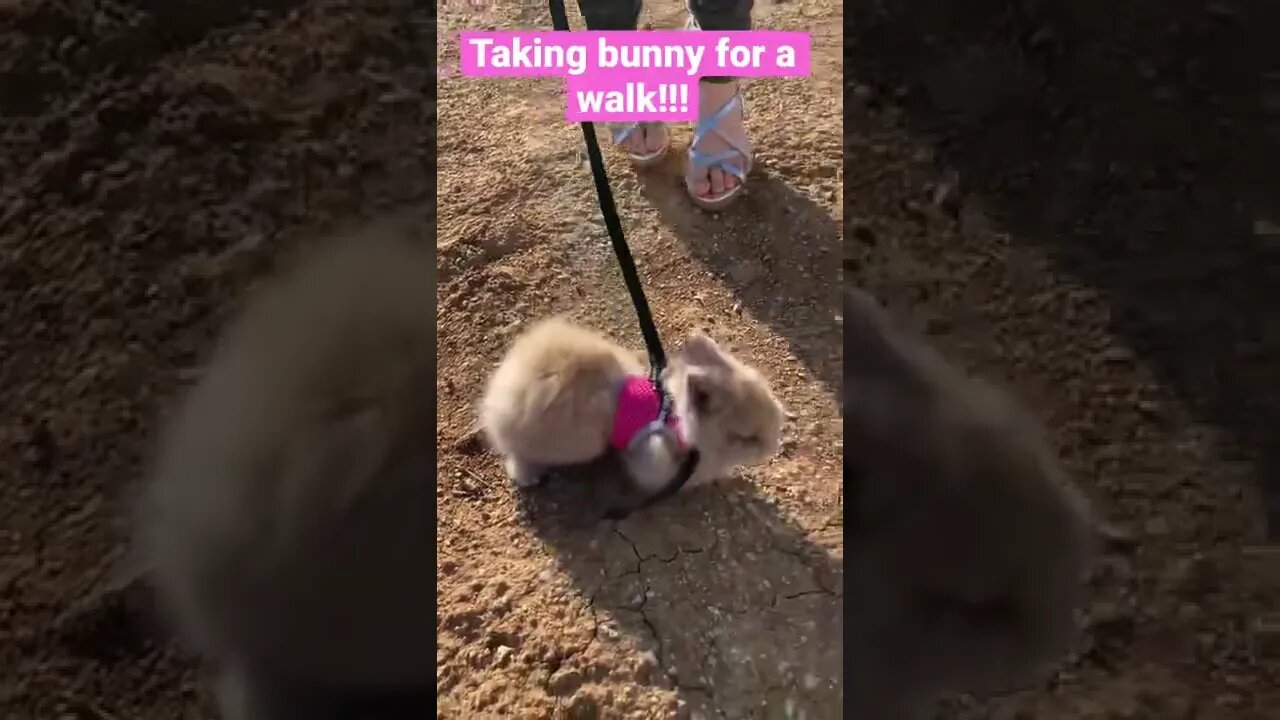 Makayla takes her cute new bunny for a walk! #shorts #bunny #babybunny