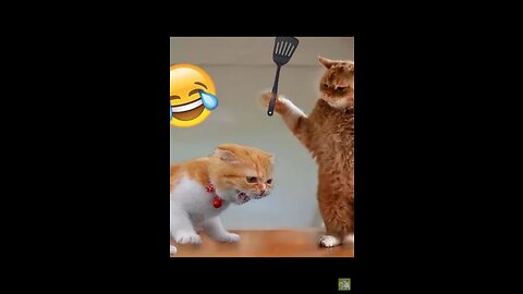 funny cat funny movement