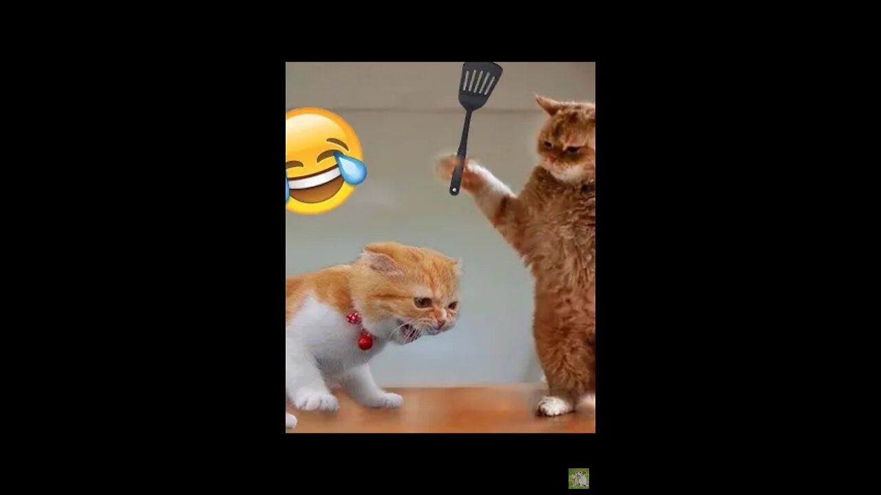 funny cat funny movement