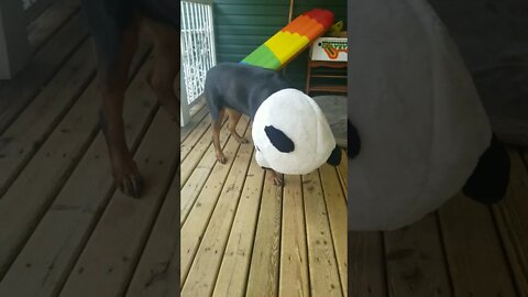 Rottweiler wears Panda Head#Shorts #rottweiler😍💖💜💛