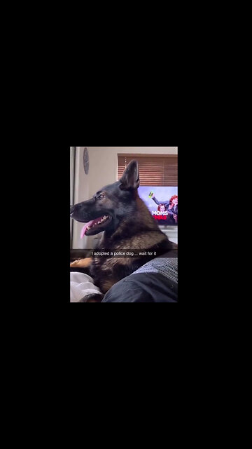 An Adopted Police Dog....Wait For It