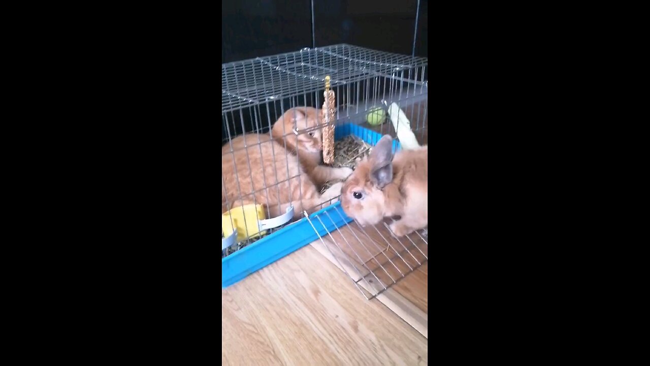 funny videos