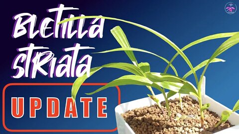 Bletilla striata UPDATE | Progress & Fertilizer Regime Report #CareCollab