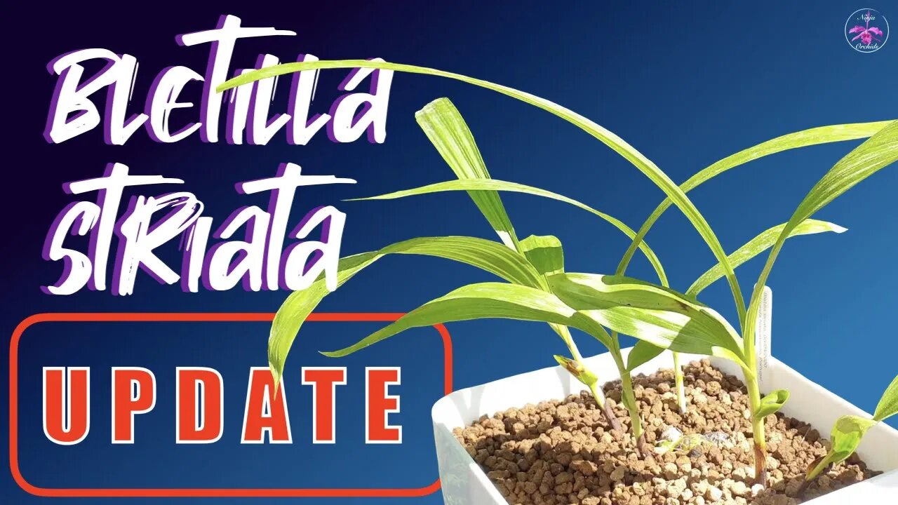 Bletilla striata UPDATE | Progress & Fertilizer Regime Report #CareCollab