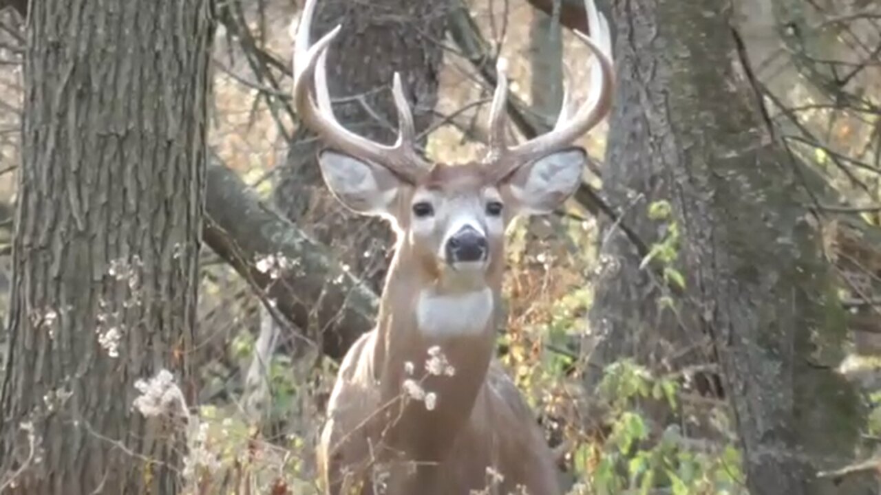 Whitetail Buck Encounter 🦌