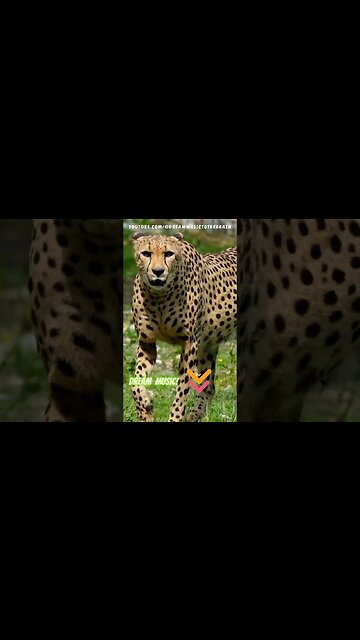 ASMR Heaven: Blissful Relaxation