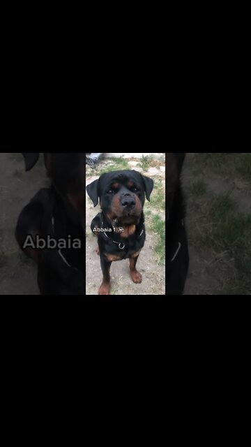 Rottweiler has volume control 🔊 🤣 #Shorts #rottweiler #dogs