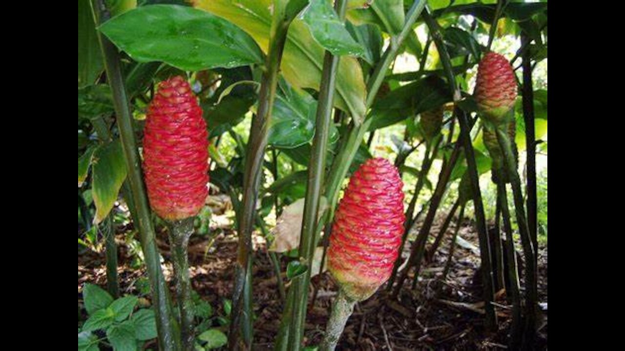 Pinecone Ginger
