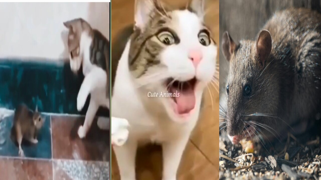 Cat beating the mouse and then the mouse beating the cat