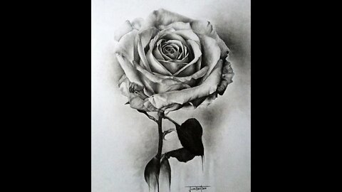 Drawing Rose II Timelapse