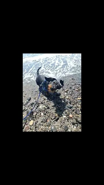 King | First visit to the Beach by The Med 🌊🌊🐕‍🦺🐾🐾 #shorts