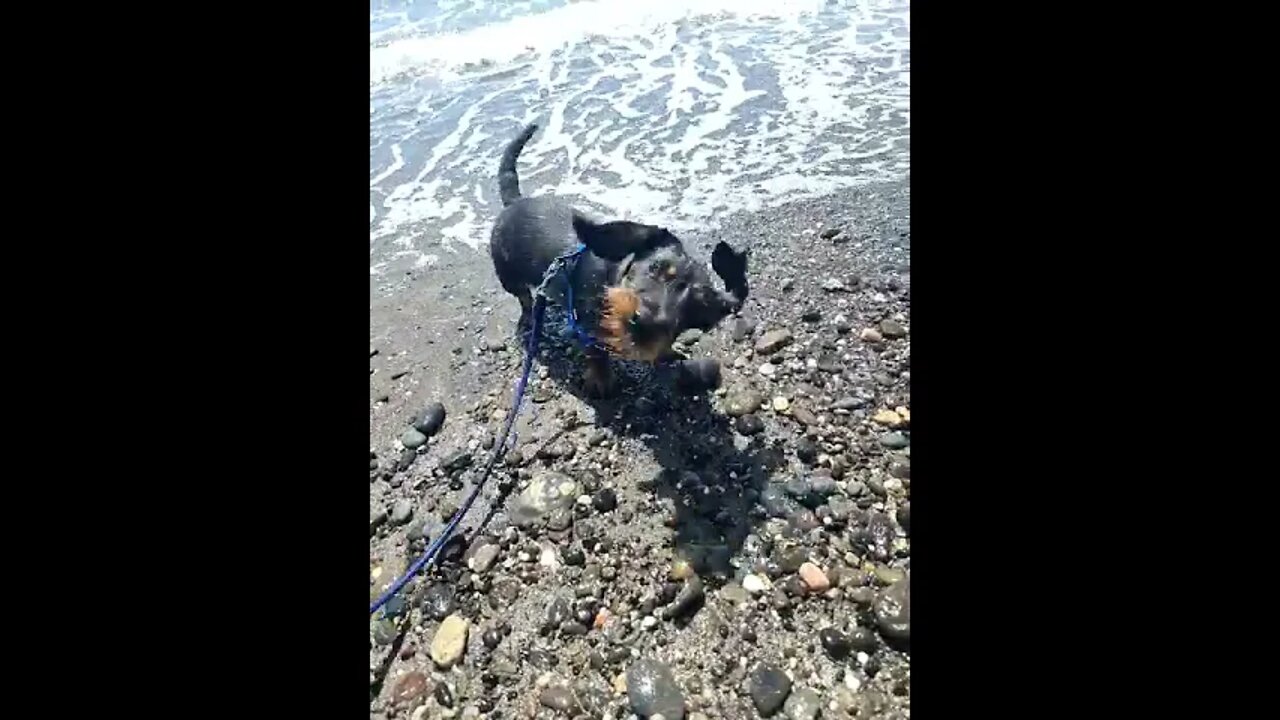 King | First visit to the Beach by The Med 🌊🌊🐕‍🦺🐾🐾 #shorts