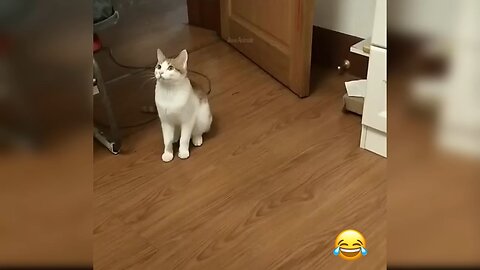 Super funny cute cats videos 😺🤣🤣