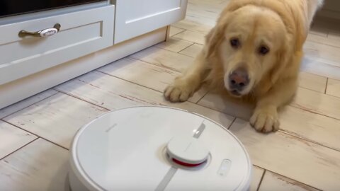 Funny Golden Retriever Reacts to Robot Vacuum Dreame D9!