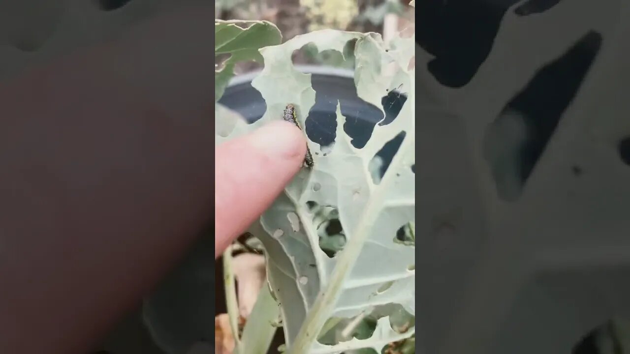 Garden update 18