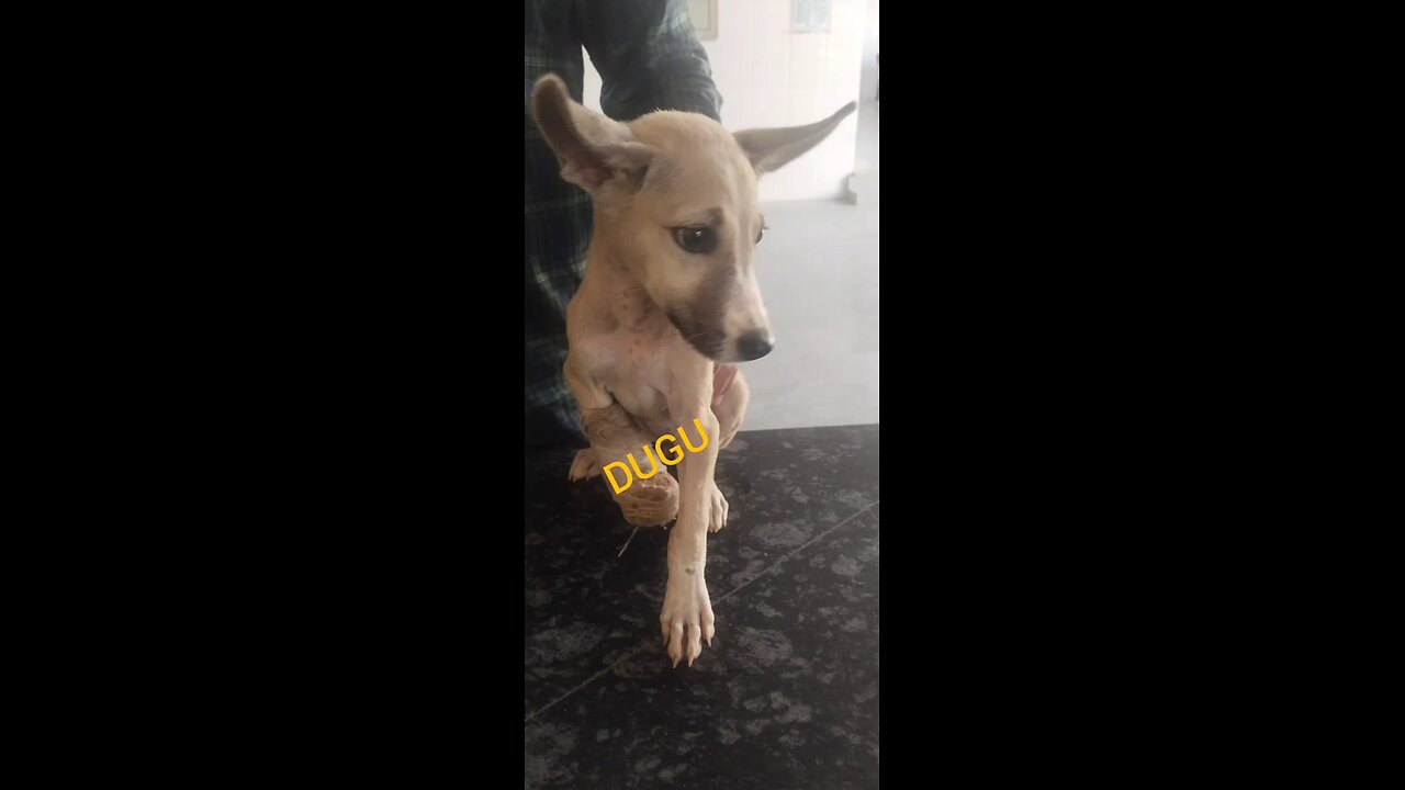 dugu treatment continue #rumble #shorts #dogs