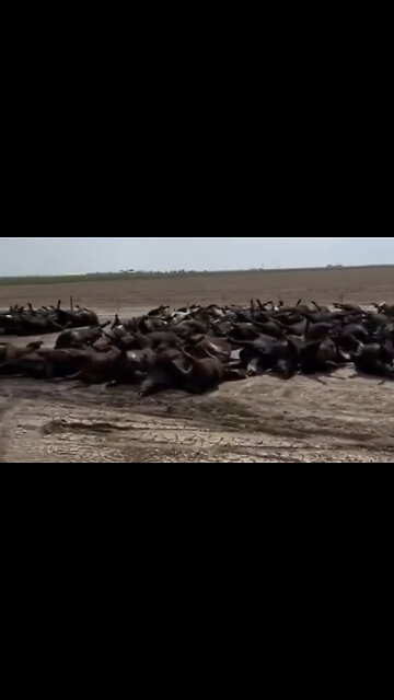 10,000 Dead Cattle In Kansas And They’re Blaming It On The Weather 👀