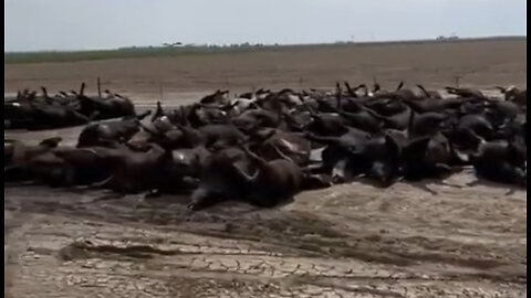 10,000 Dead Cattle In Kansas And They’re Blaming It On The Weather 👀