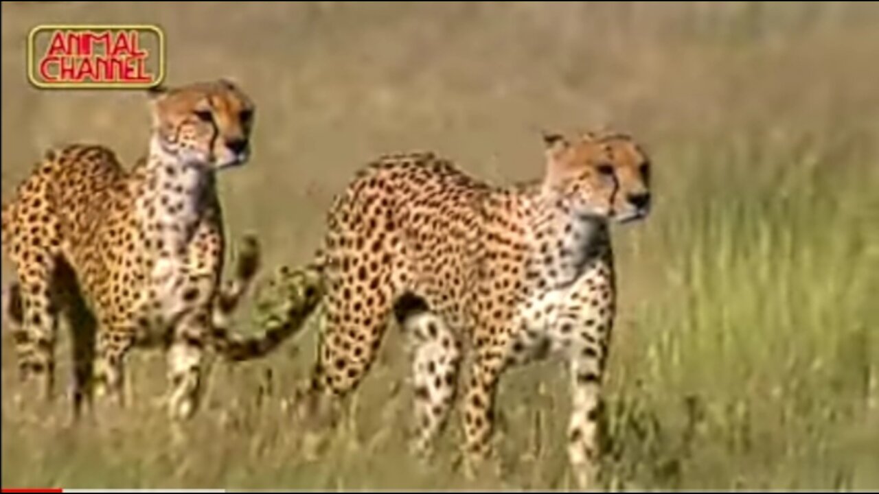 Most Amazing Big Cats Hunting Attack Compilation Cheetah Lions Jaguar Leopard