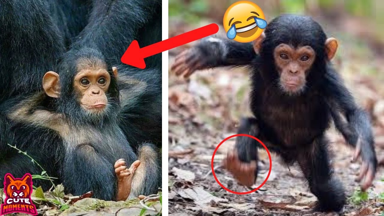 Baby Chimps