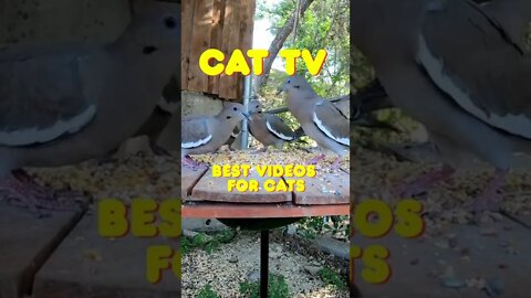 THE BEST CAT TV Entertain your Pets with Relaxing Bird Videos HD CAT GAMES shorts