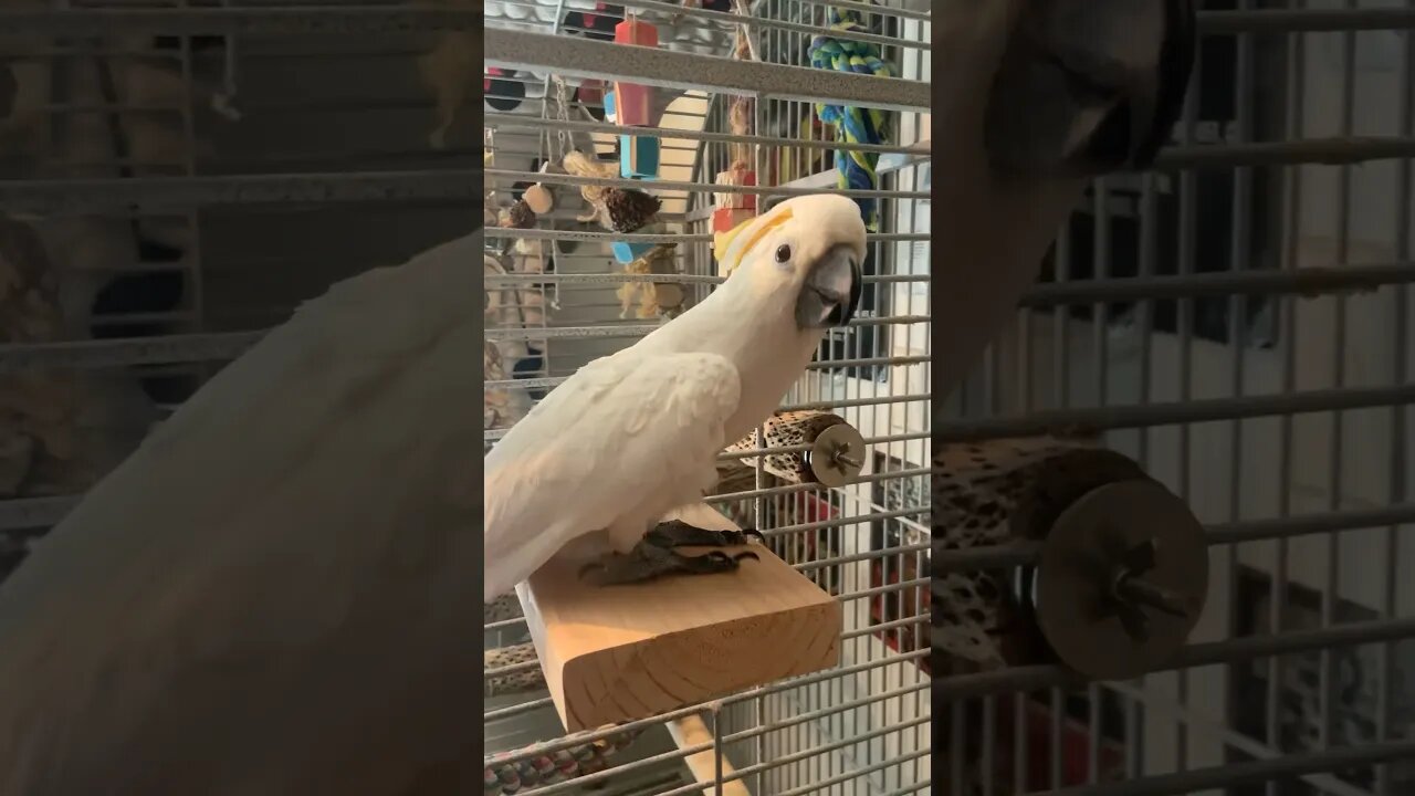 Cockatoo on a Big Flat Bird Perch by Our Awesome Adventures and Flying South #birdtoys #parrot #bird